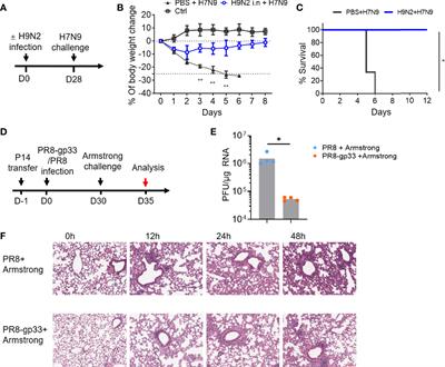 Prompt Antiviral Action of Pulmonary CD8+ TRM Cells Is Mediated by Rapid IFN-γ Induction and Its Downstream ISGs in the Lung